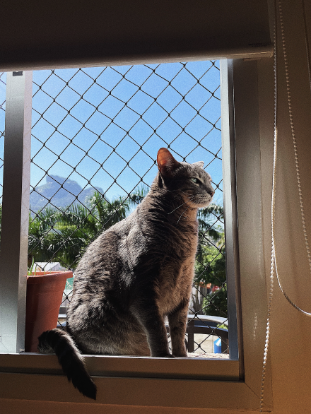Cat at window taking a sun bath